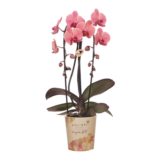 Zalmroze orchidee potmaat Ø12cm - Narbonne
