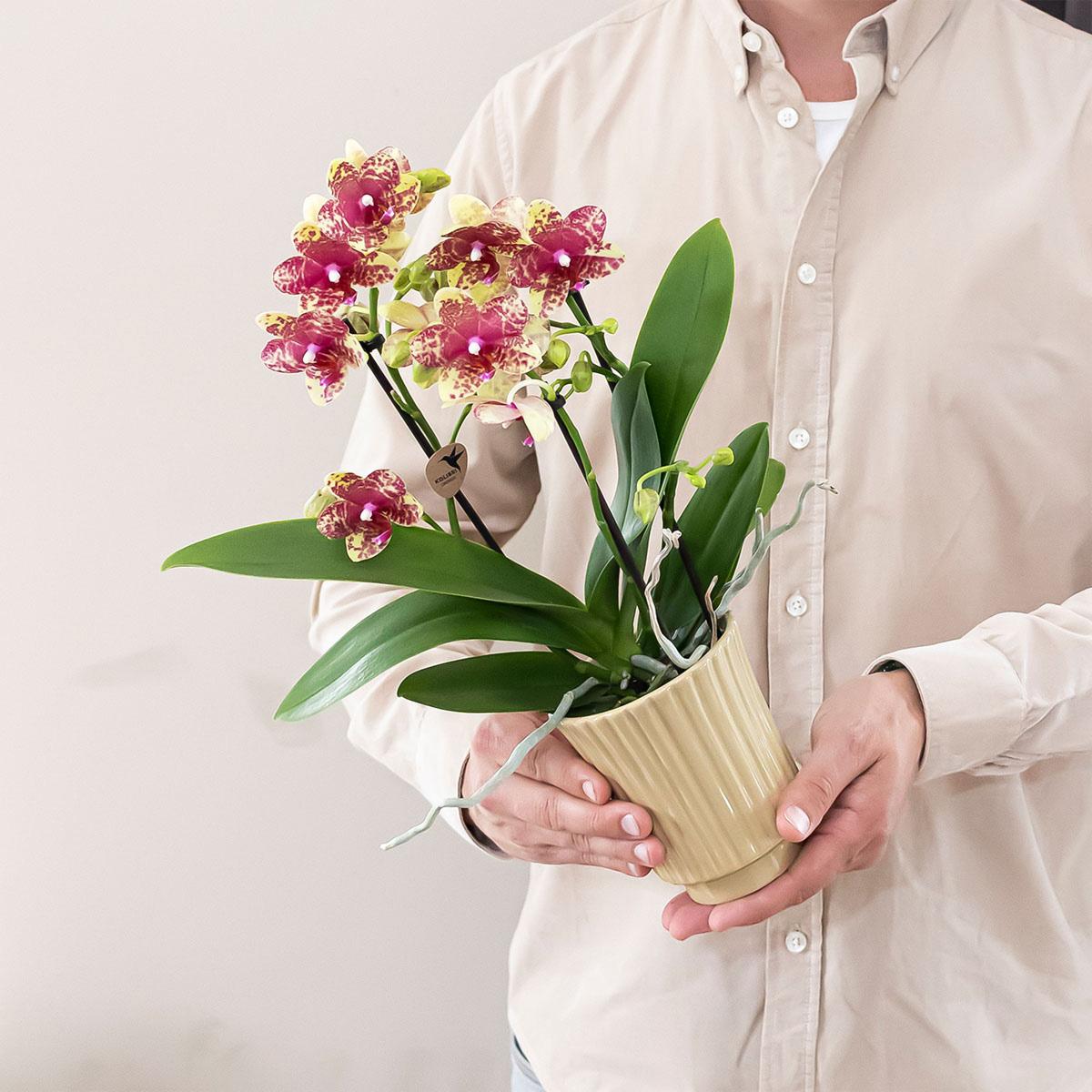 Oranje gele phalaenopsis orchidee potmaat Ø9cm - Grosseto
