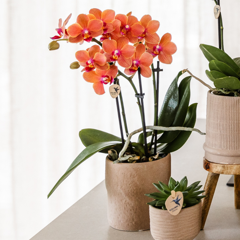 Set van orchidee Bolzano en succulenten in keramieken sierpotten - potmaat Ø9cm & Ø6cm