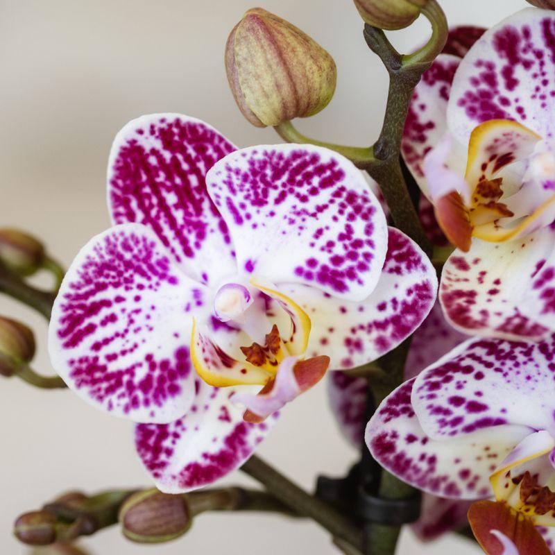 Roze paarse phalaenopsis orchidee potmaat Ø9cm - Bora Bora