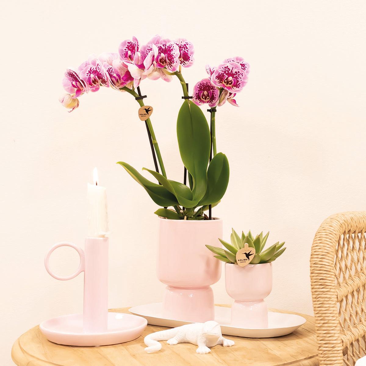 Roze paarse phalaenopsis orchidee potmaat Ø9cm | El Salvador