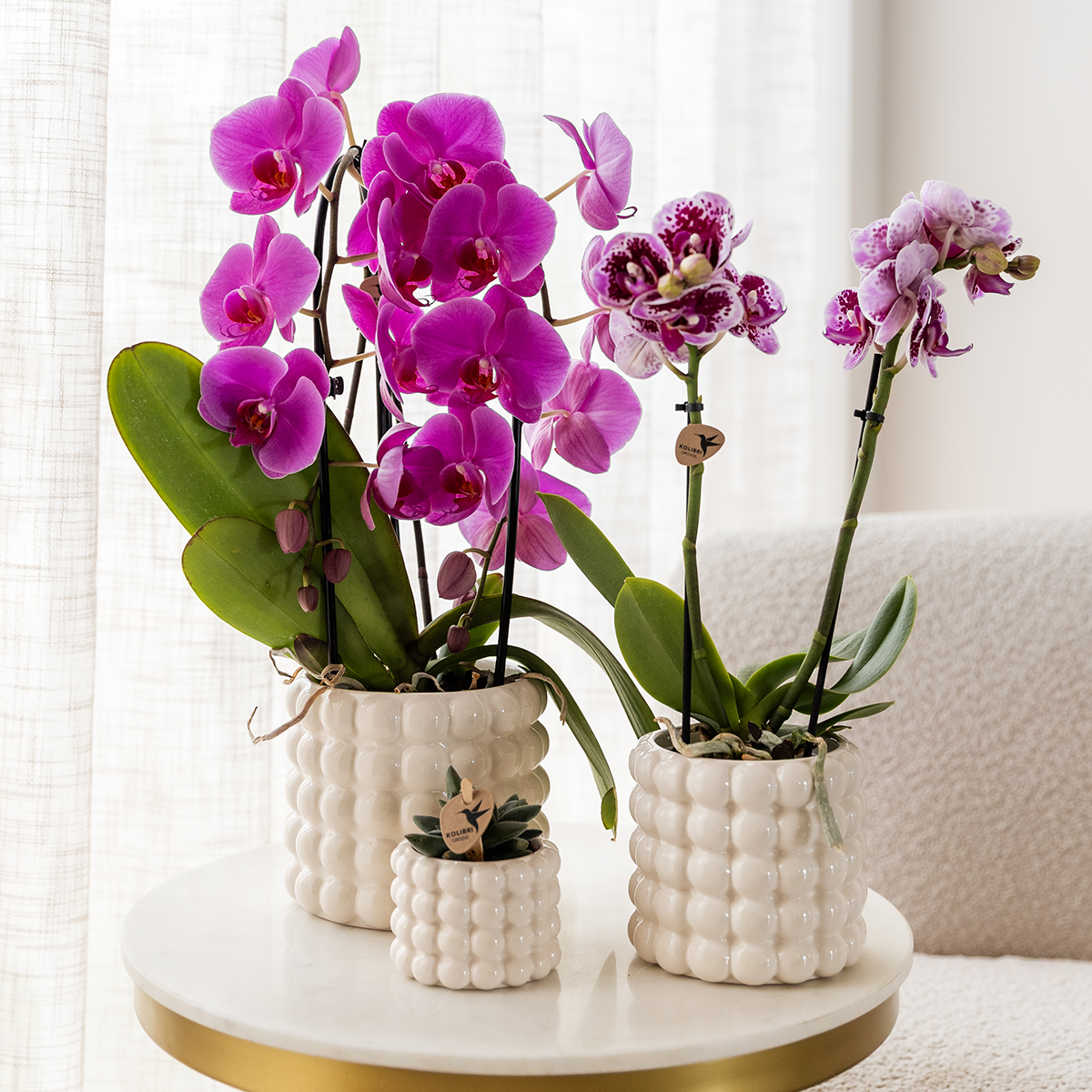 Paarse phalaenopsis orchidee potmaat Ø12cm - Freeride