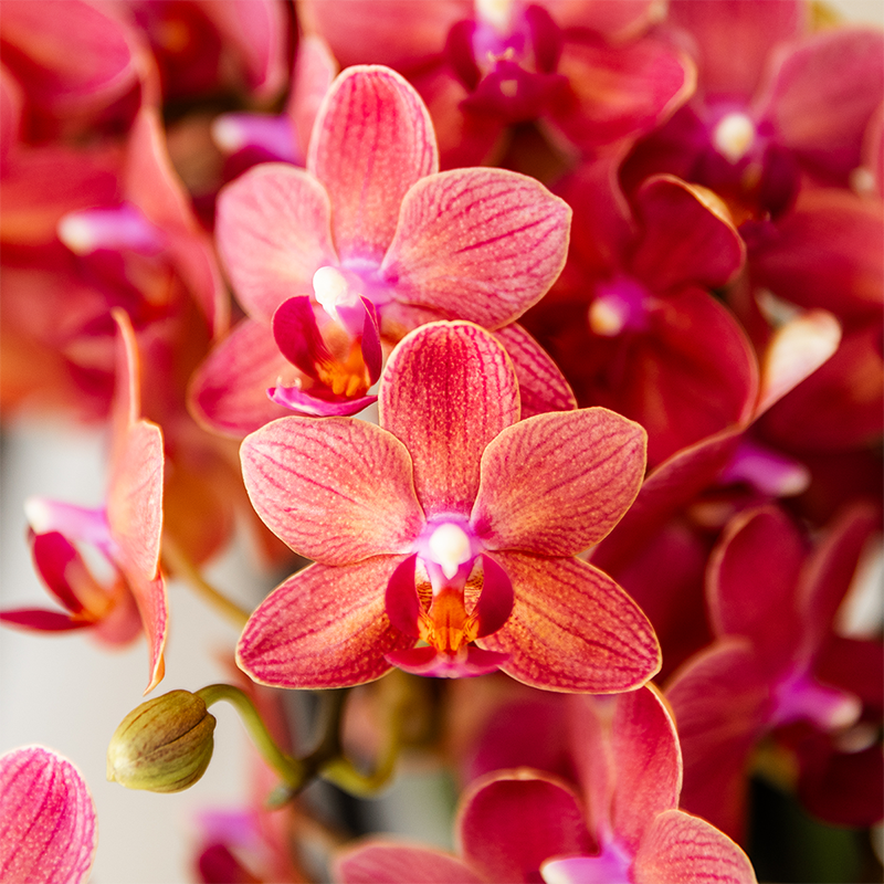 Gift set Aura - Roze Phalaenopsis orchidee Congo met groene plant in Aura sierpotten op bamboe dienblad