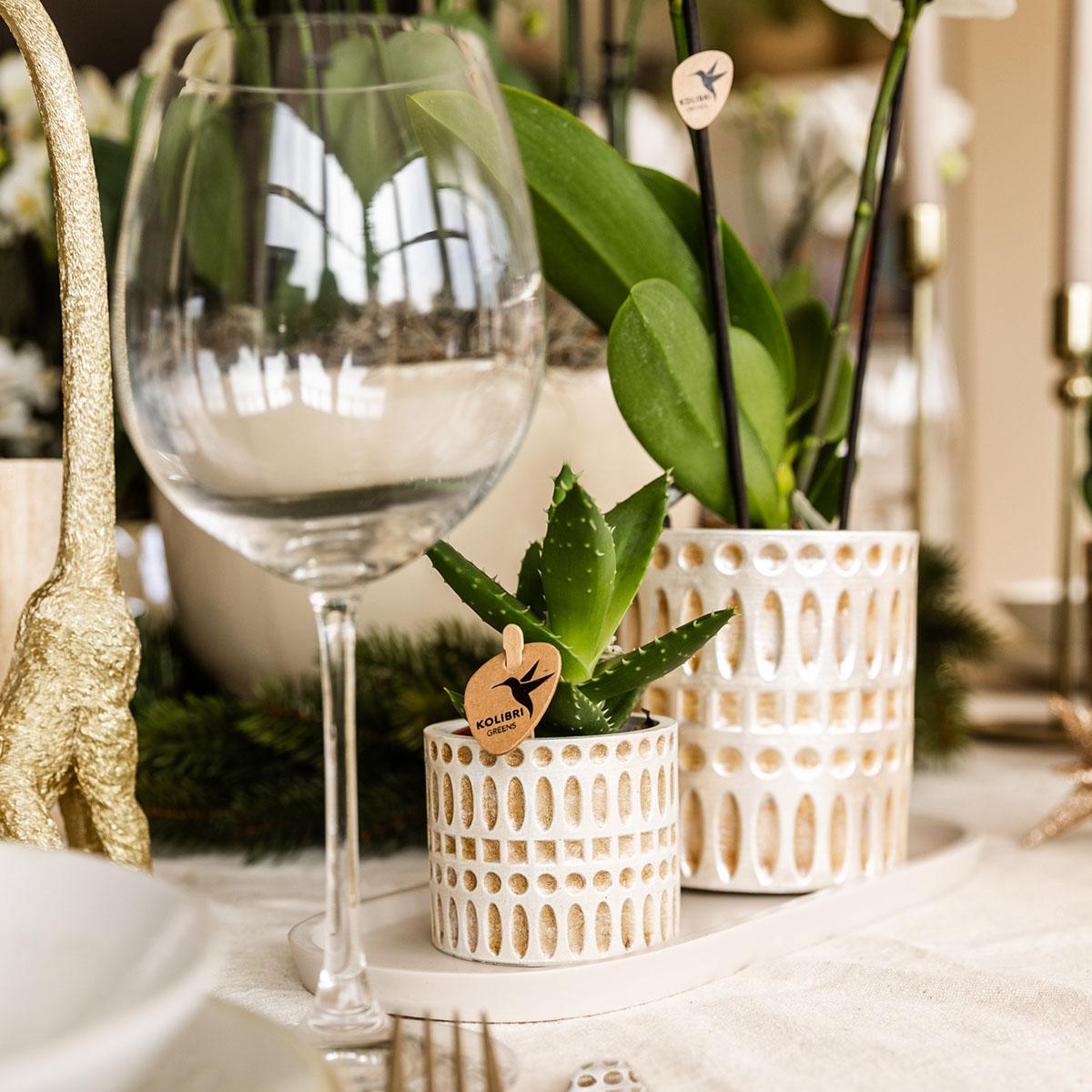 Ensemble de plantes Le Chic petit | Orchidée Phalaenopsis blanche, Amabilis et succulente, avec pots décoratifs en céramique