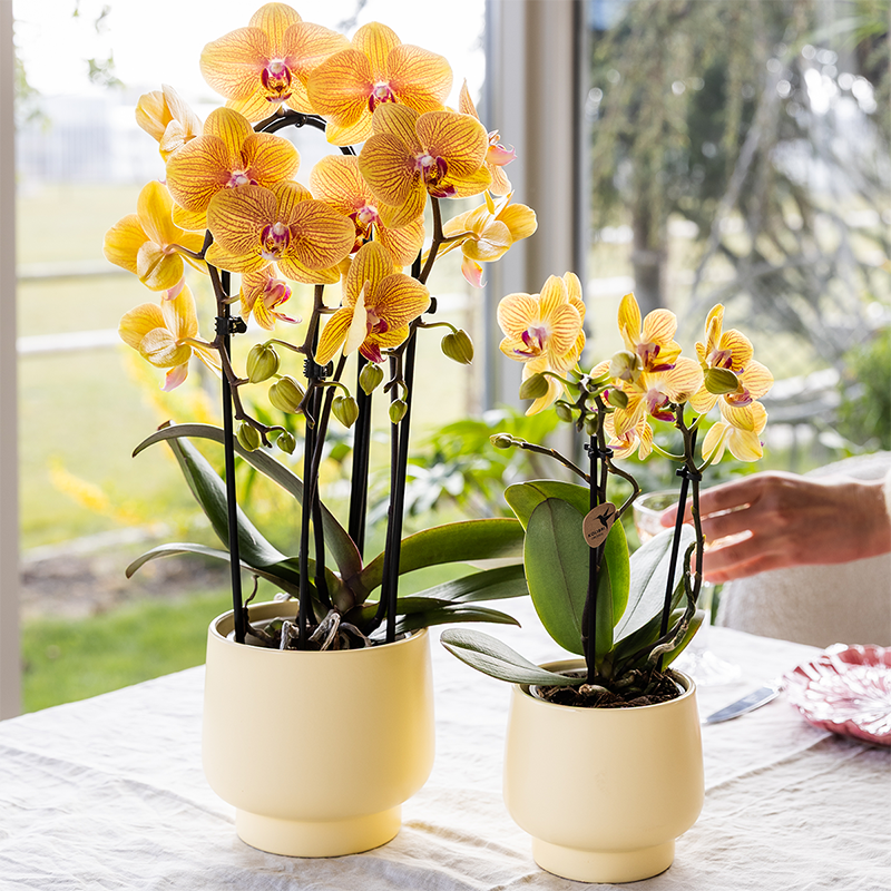 Orchidée Phalaenopsis jaune - Lima - pot Ø9cm