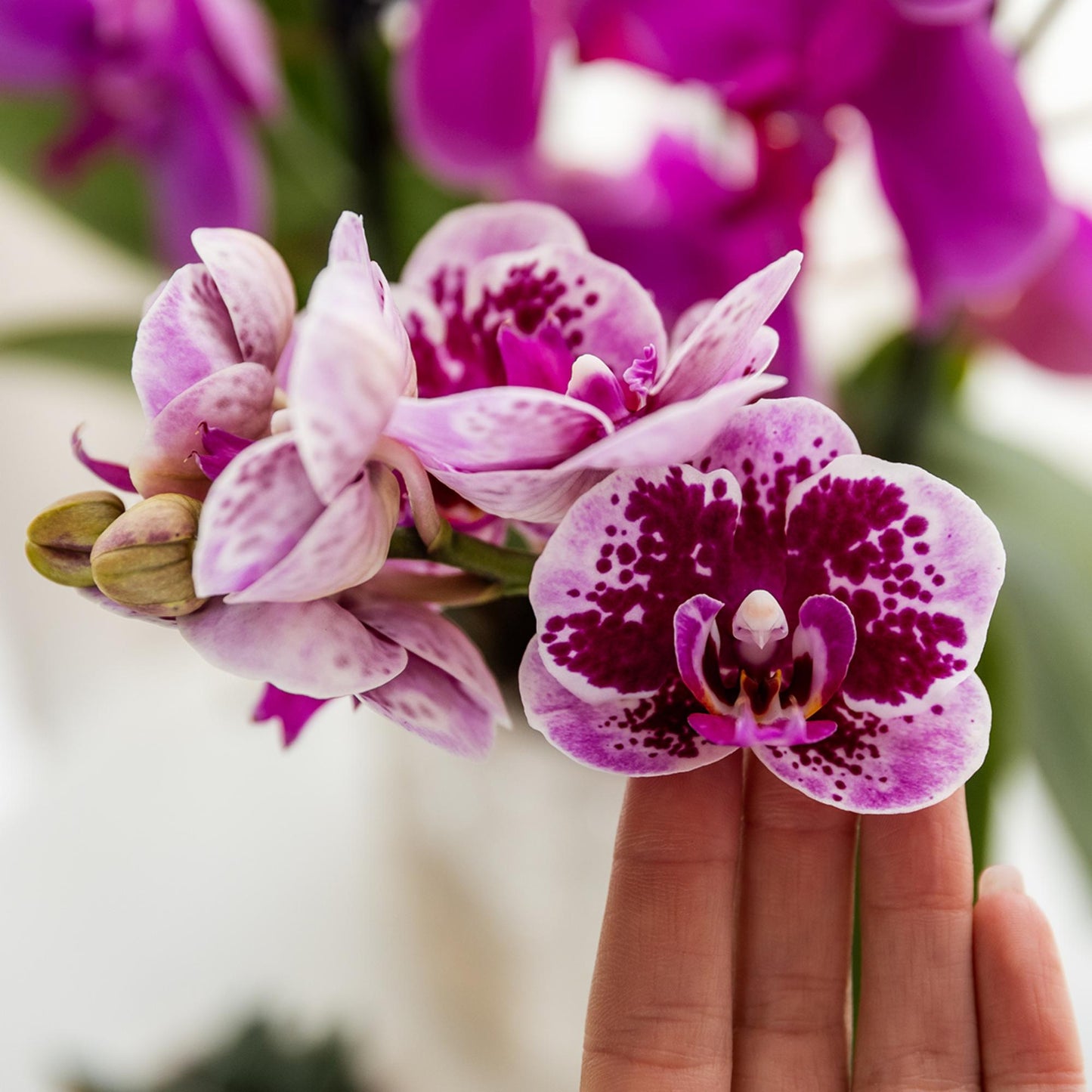 Roze paarse phalaenopsis orchidee potmaat Ø9cm | El Salvador