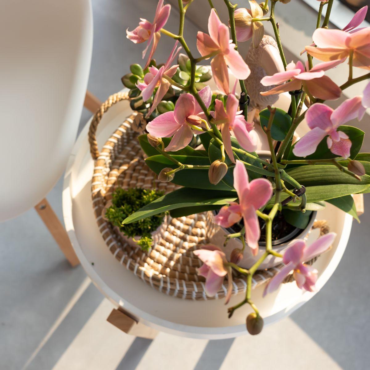 Oudroze Phalaenopsis orchidee - Jewel Treviso - potmaat Ø9cm