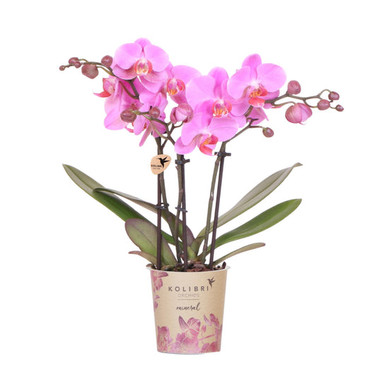 Paars roze phalaenopsis orchidee potmaat Ø9cm - Frederikstad