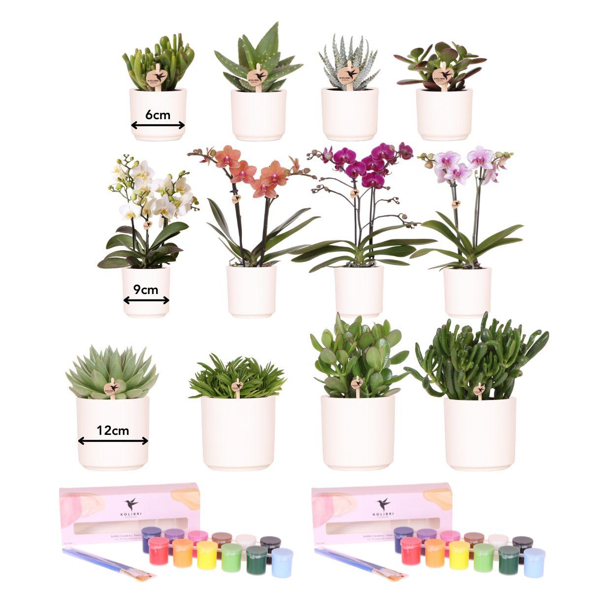 Kolibri Creatives | Kit de peinture pour peindre 12 pots de fleurs, orchidées et plantes succulentes | Pour au moins 4 personnes | Véritable artiste