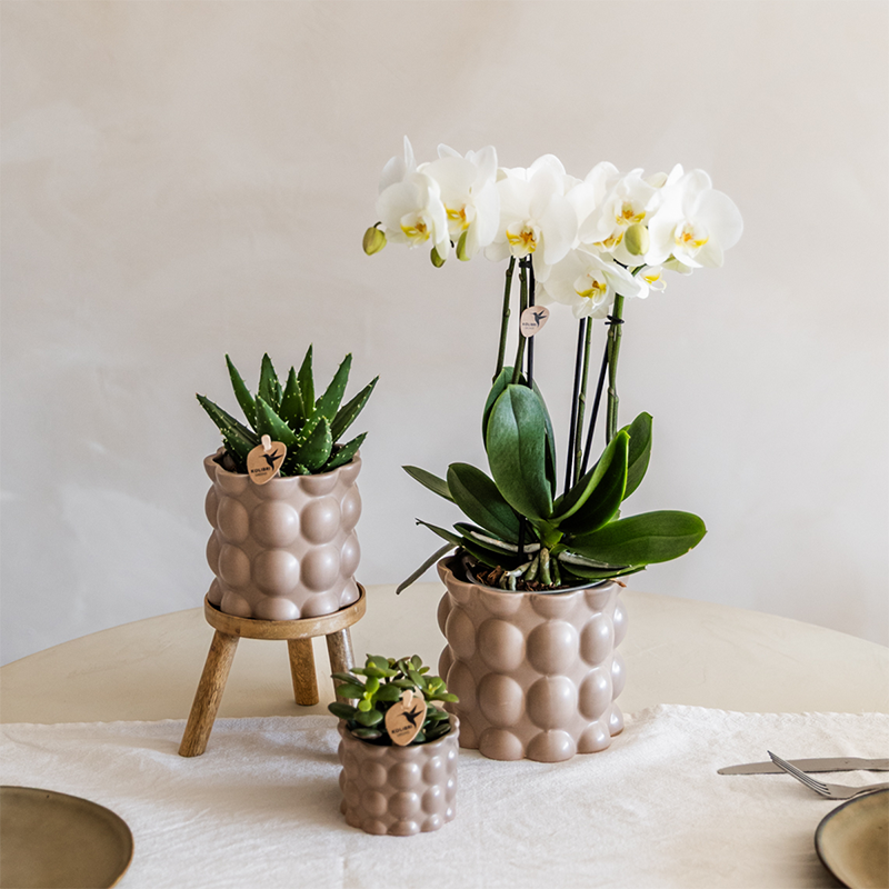 Plantenset Cotton zand - Groene planten met witte Phalaenopsis orchidee Ghent in keramieken sierpotten