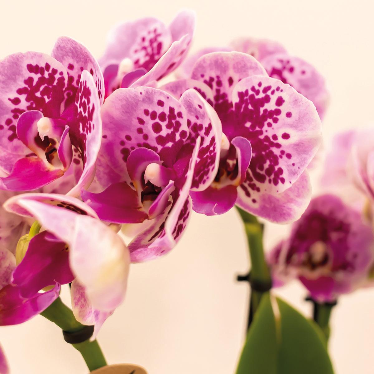 4 roze paarse phalaenopsis orchideeën - El Salvador - potmaat Ø9cm | COMBI-DEAL