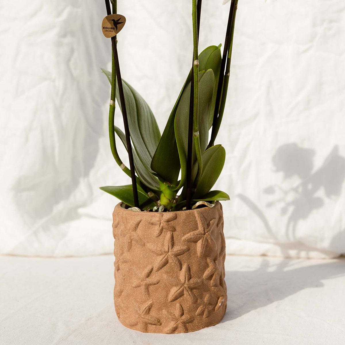 Set van orchidee Bolzano en succulenten in keramieken sierpotten - potmaat Ø9cm & Ø6cm