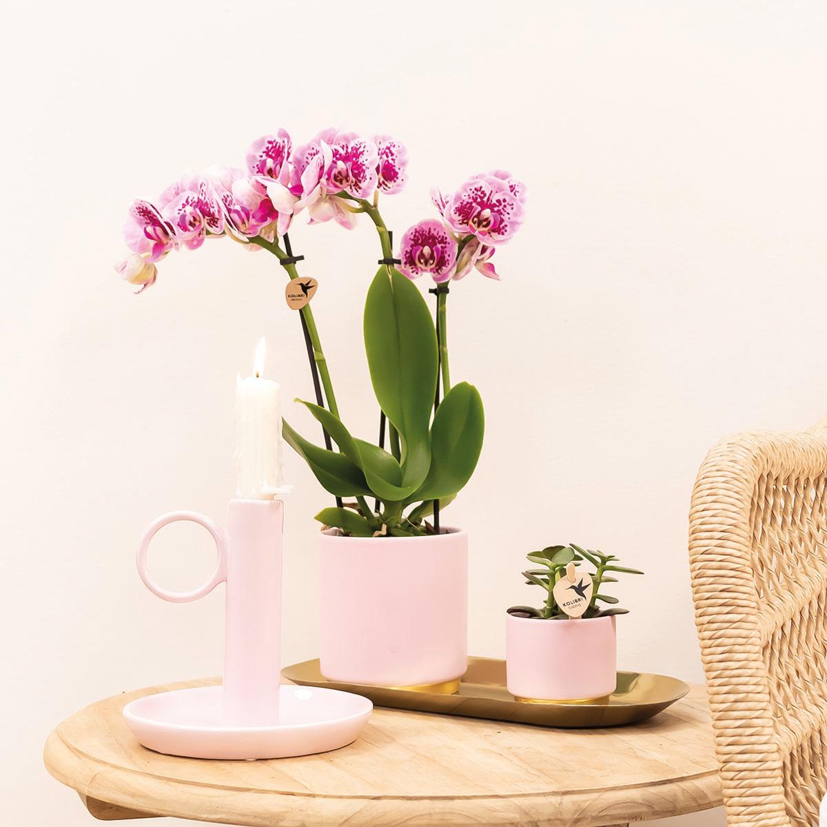 4 roze paarse phalaenopsis orchideeën - El Salvador - potmaat Ø9cm | COMBI-DEAL