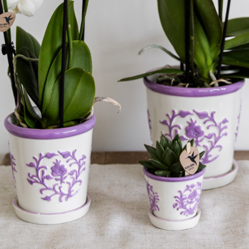 Paarse orchidee Vienna + Malaga sierpot Lila - potmaat Ø9cm