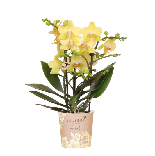 Gele Phalaenopsis orchidee - Albenga - potmaat Ø9cm