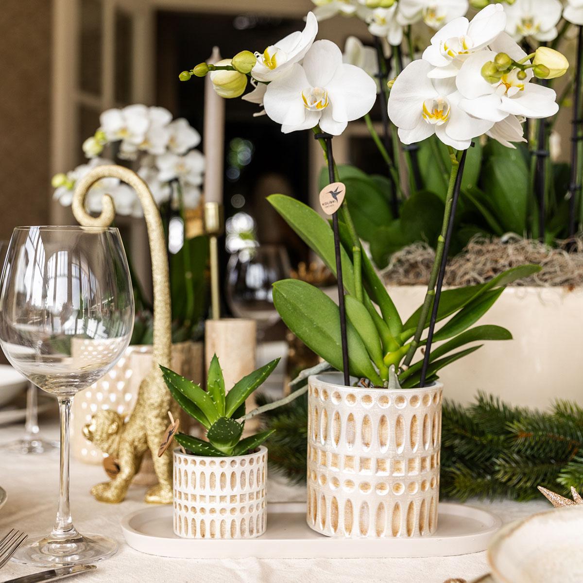 Ensemble de plantes Le Chic petit | Orchidée Phalaenopsis blanche, Amabilis et succulente, avec pots décoratifs en céramique
