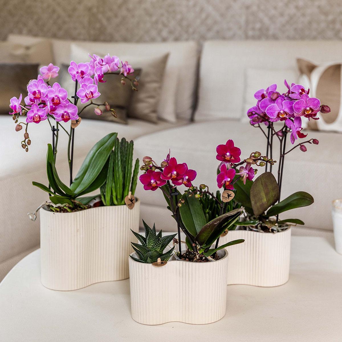 Paarse phalaenopsis orchidee potmaat Ø9cm - Chamonix
