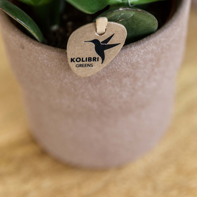 Set van orchidee Bolzano en succulenten in keramieken sierpotten - potmaat Ø9cm & Ø6cm