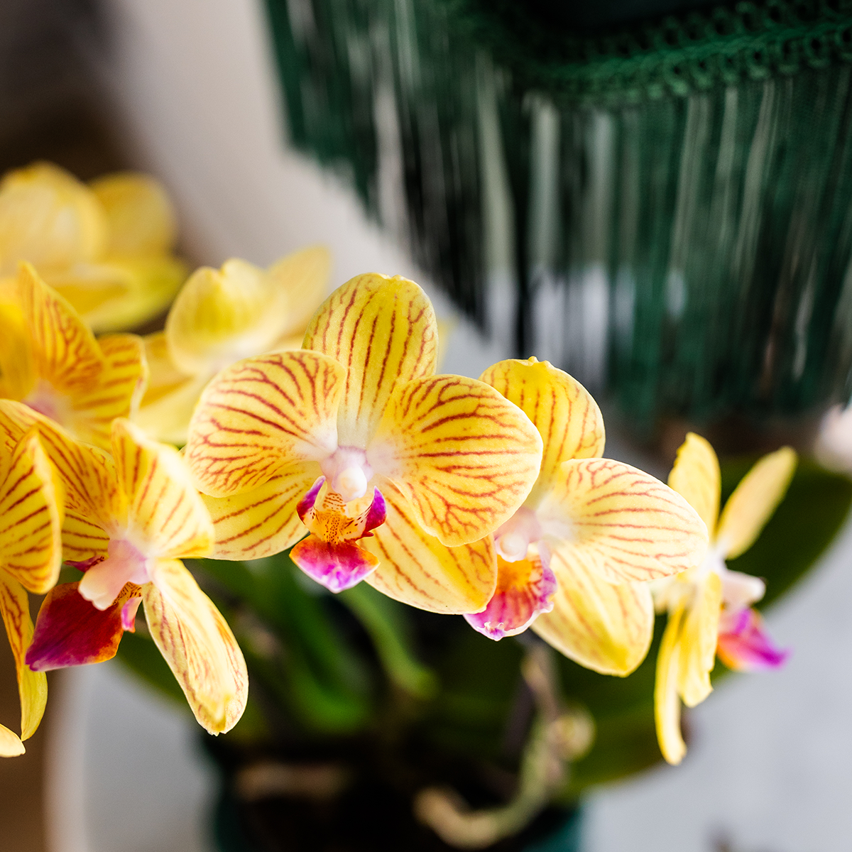 Orchidée Phalaenopsis jaune - Lima - pot Ø9cm