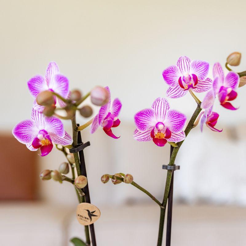 Roze phalaenopsis orchidee potmaat Ø9cm - Switzerland