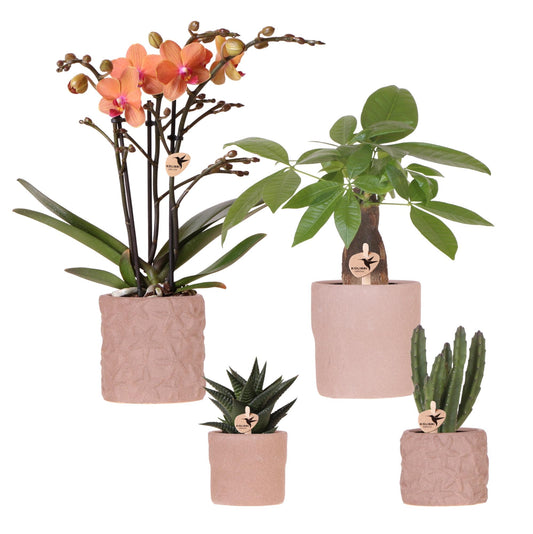 Set van orchidee Bolzano en succulenten in keramieken sierpotten - potmaat Ø9cm & Ø6cm