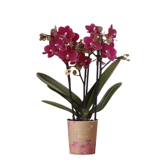 Paarse phalaenopsis orchidee potmaat Ø9cm - Chamonix