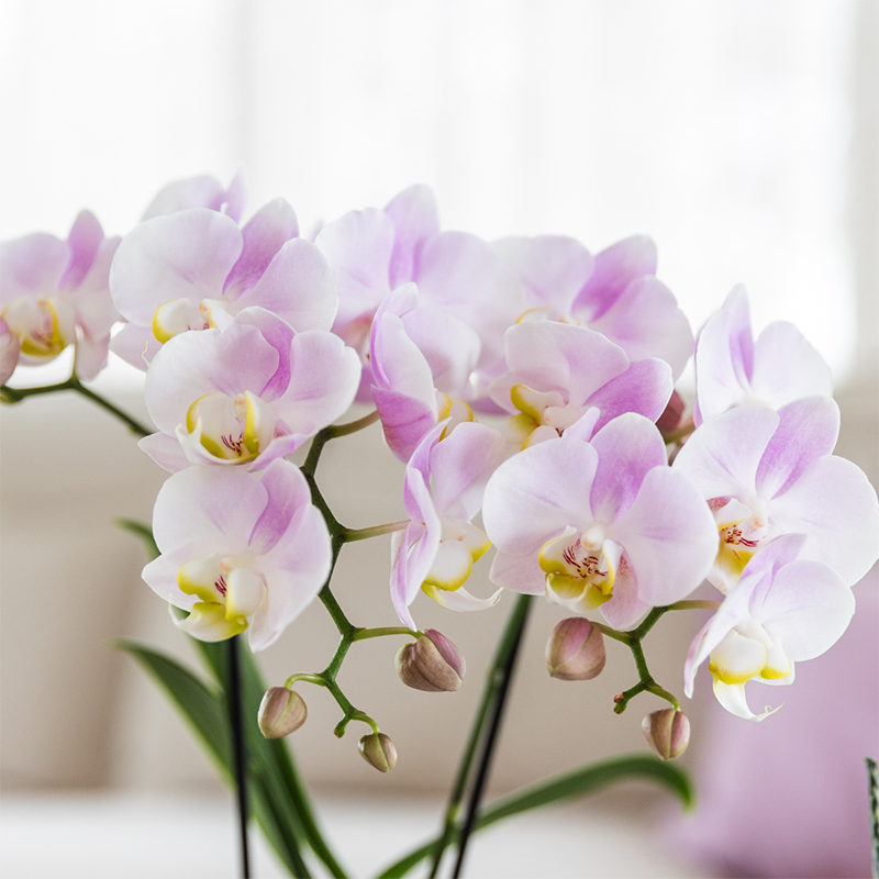 2 Phalaenopsis orchideeën - Portugal - potmaat Ø9cm | COMBI DEAL