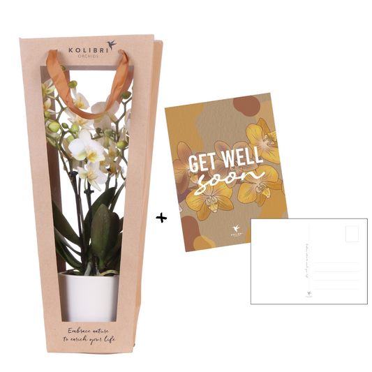 Orchidee cadeau beterschap | Orchidee met pot, kaart & cadeautas