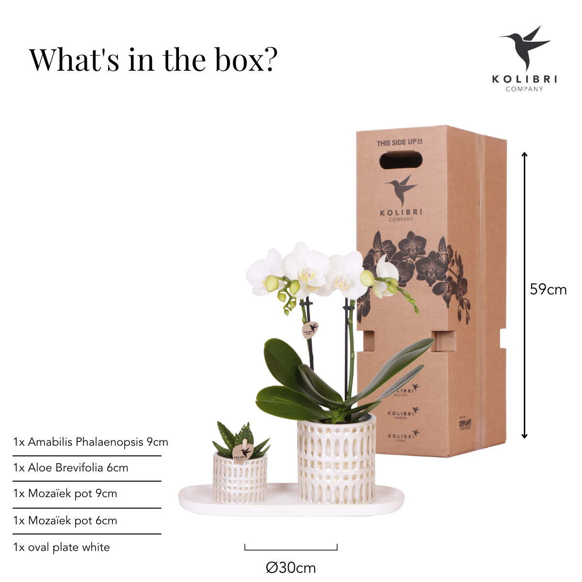 Ensemble de plantes Le Chic petit | Orchidée Phalaenopsis blanche, Amabilis et succulente, avec pots décoratifs en céramique
