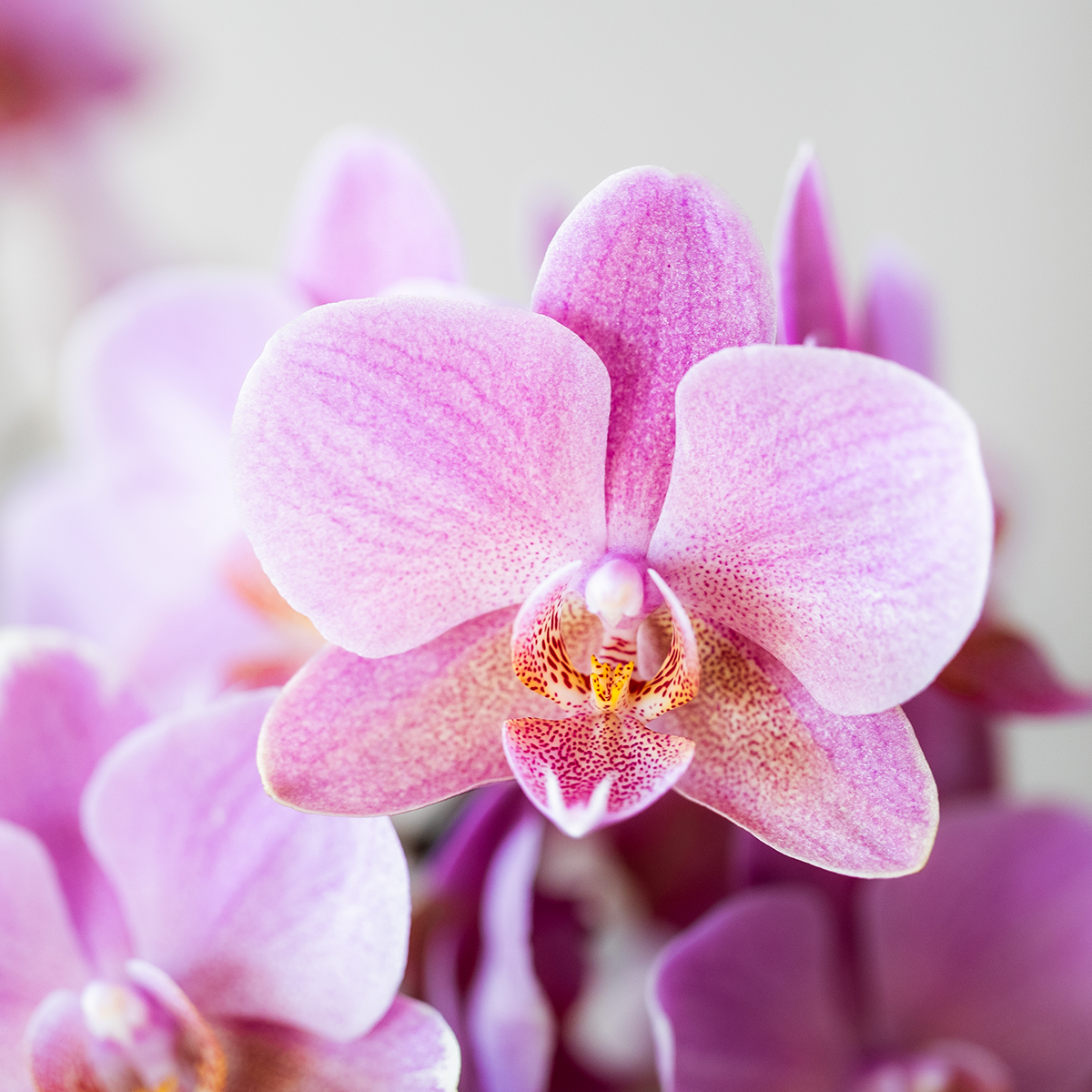 Surprise box mix | Planten voordeel box | verrassingsbox met 2 verschillende orchideeën Ø9cm