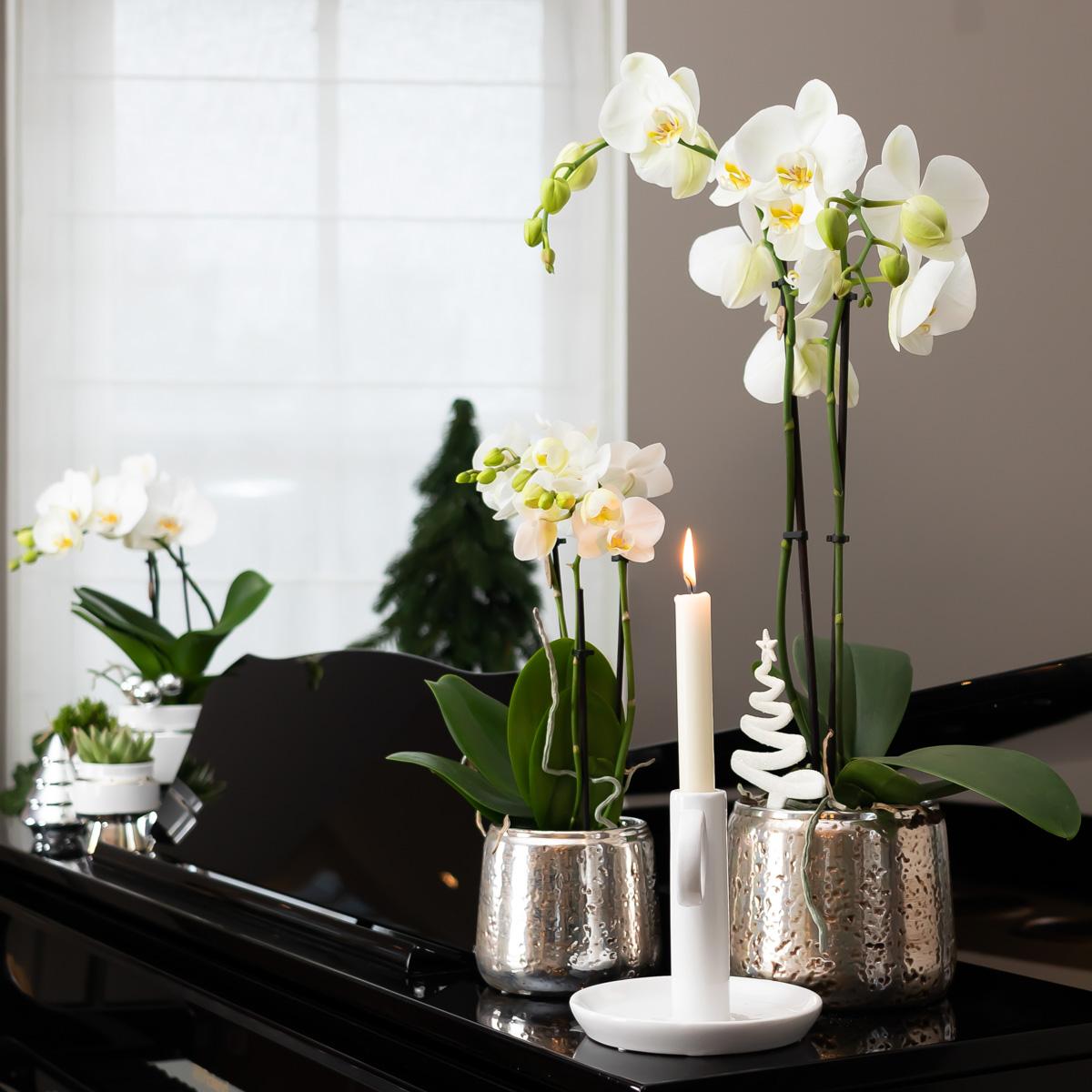 Witte Phalaenopsis orchidee – Amabilis + Luxury sierpot zilver – potmaat Ø9cm – 40cm hoog