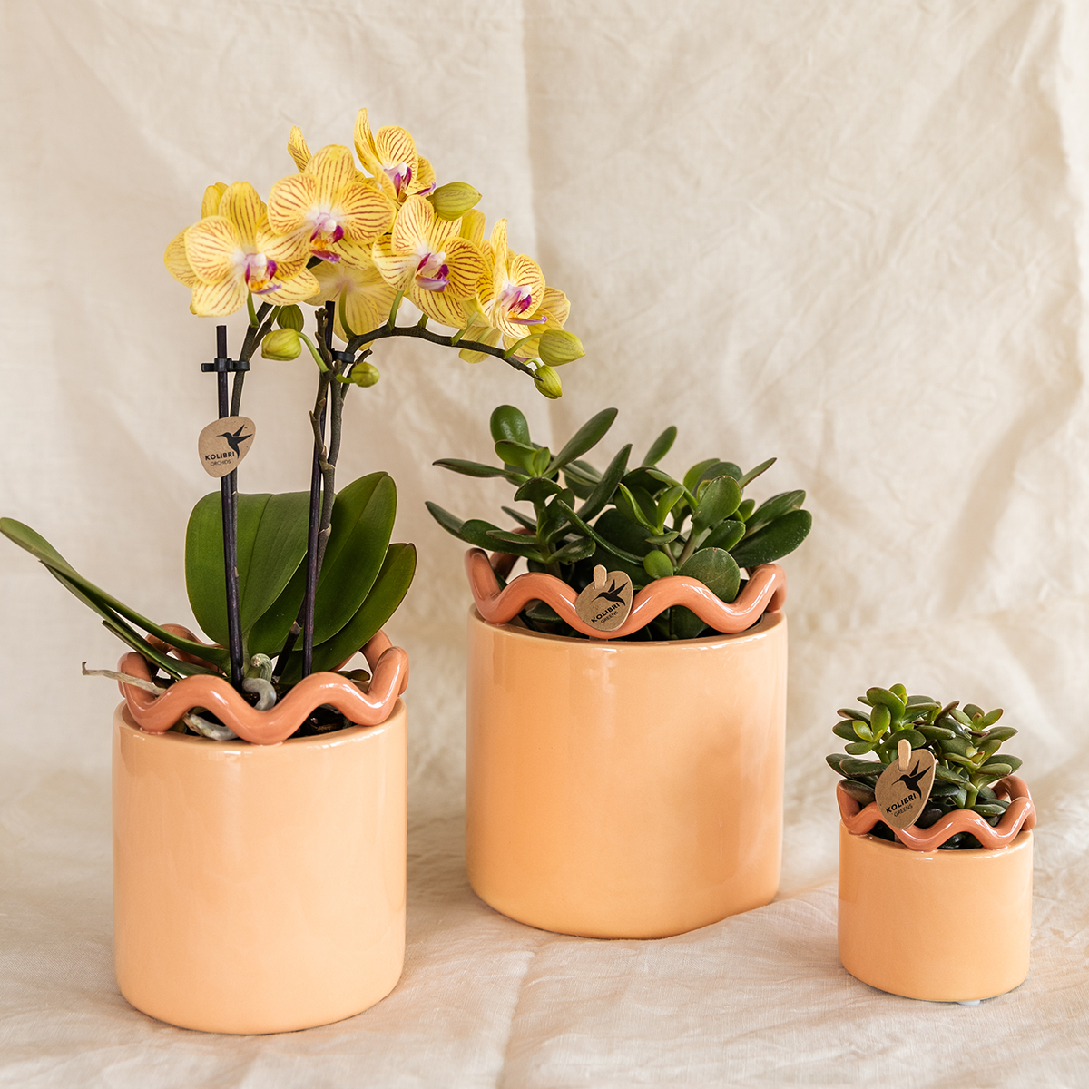 Orchidée Phalaenopsis jaune - Lima - pot Ø9cm
