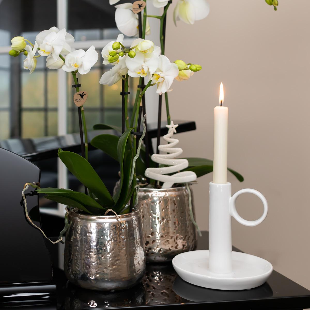 Witte Phalaenopsis orchidee – Amabilis + Luxury sierpot zilver – potmaat Ø9cm – 40cm hoog