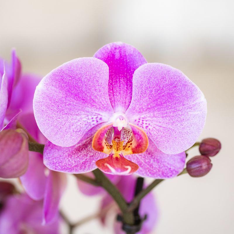 Paars roze phalaenopsis orchidee potmaat Ø9cm - Frederikstad