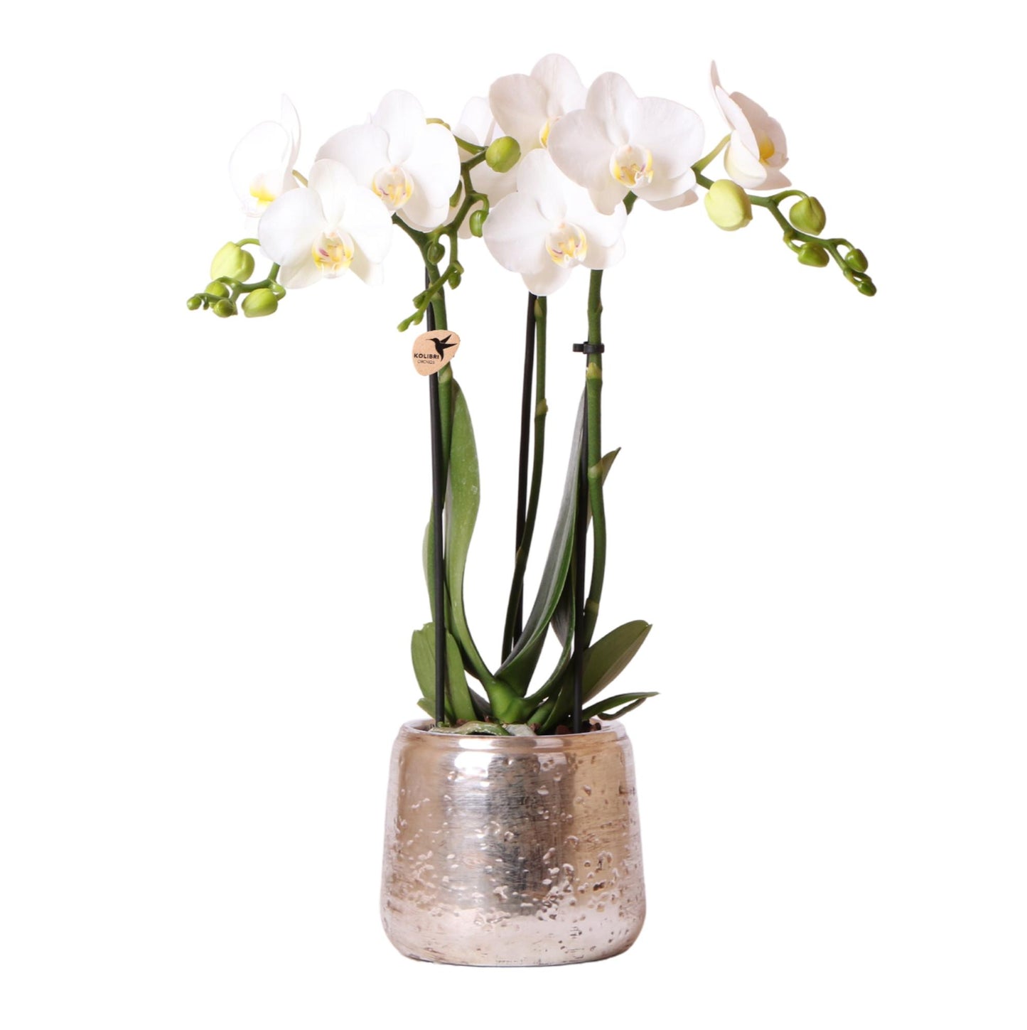 Witte Phalaenopsis orchidee – Amabilis + Luxury sierpot zilver – potmaat Ø9cm – 40cm hoog