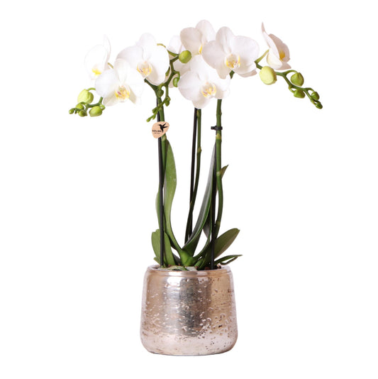 Witte Phalaenopsis orchidee – Amabilis + Luxury sierpot zilver – potmaat Ø9cm – 40cm hoog