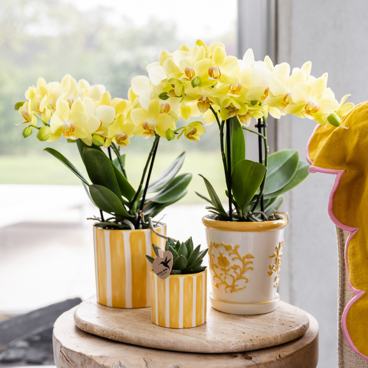 Orchidée Phalaenopsis jaune - Albenga - taille du pot Ø9cm