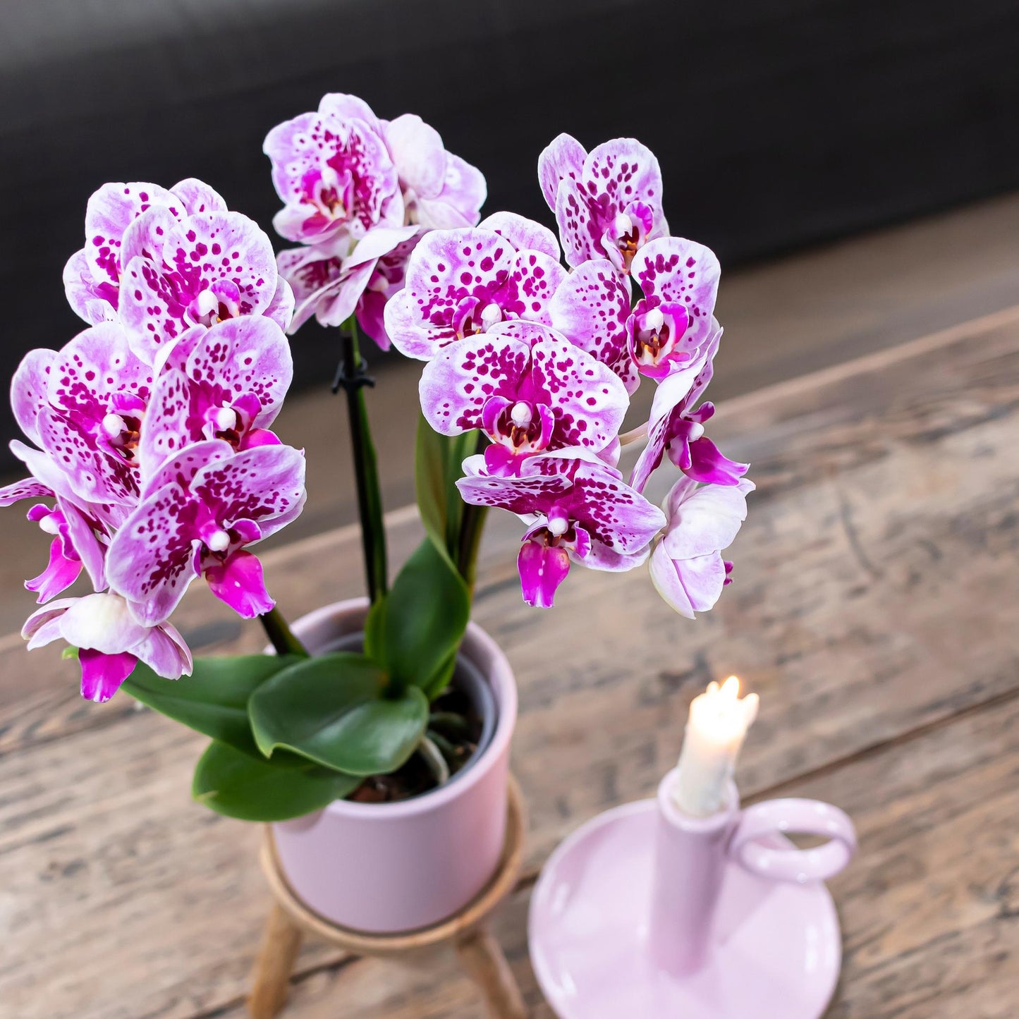 Roze paarse phalaenopsis orchidee potmaat Ø9cm | El Salvador
