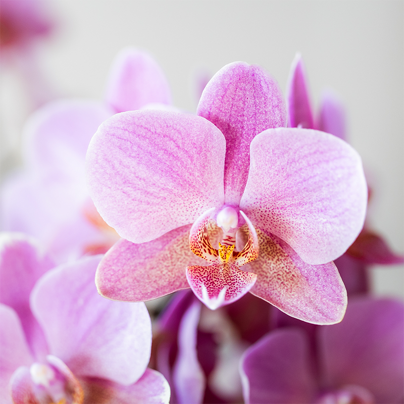 2 Phalaenopsis orchideeën - Treviso - potmaat Ø9cm | COMBI DEAL