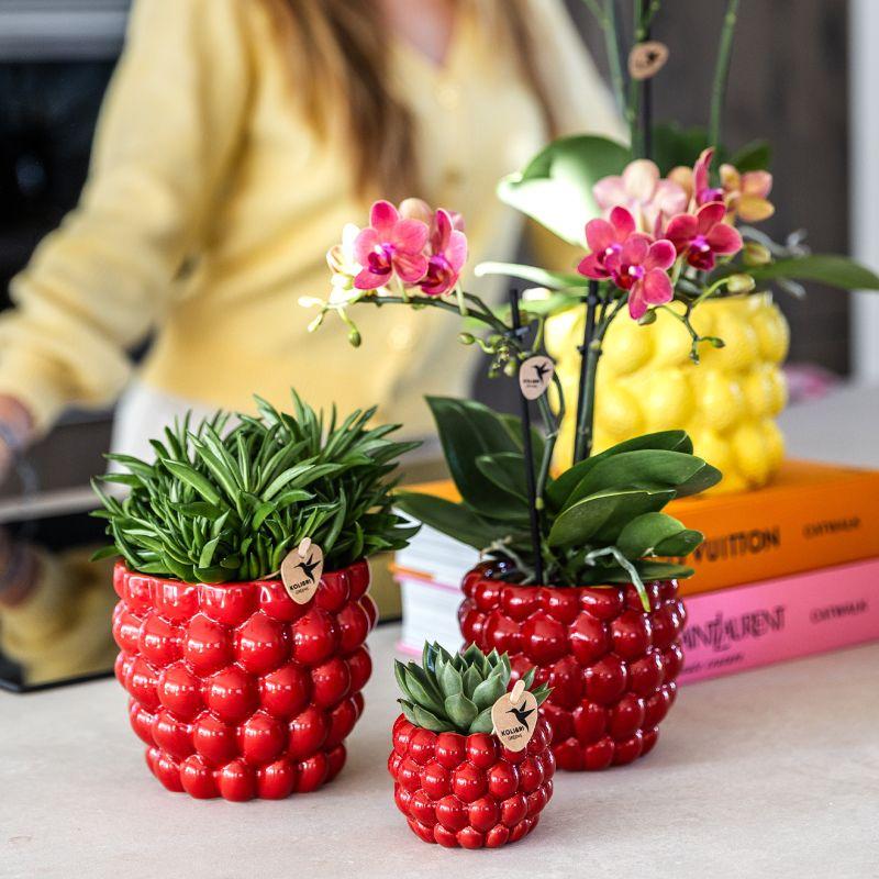 Plantenset Rode Phalaenopsis Orchidee Congo en Succulenten incl. keramieken Berry sierpotten
