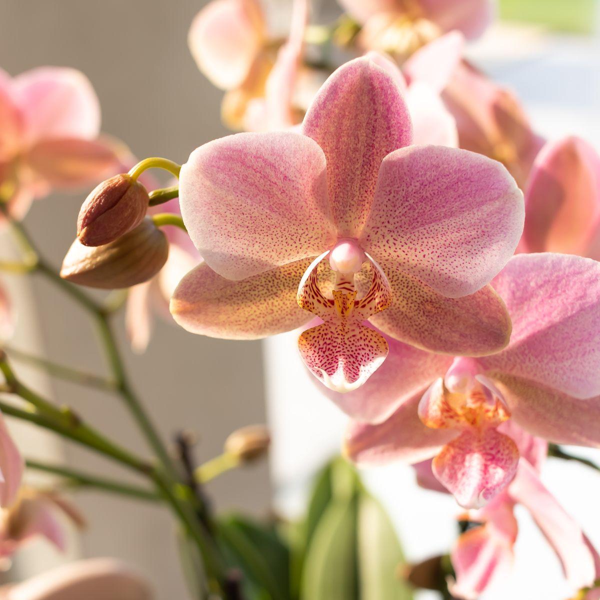 Oudroze Phalaenopsis orchidee - Jewel Treviso - potmaat Ø9cm