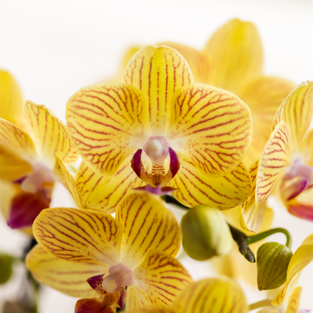Orchidée Phalaenopsis jaune - Lima - pot Ø9cm