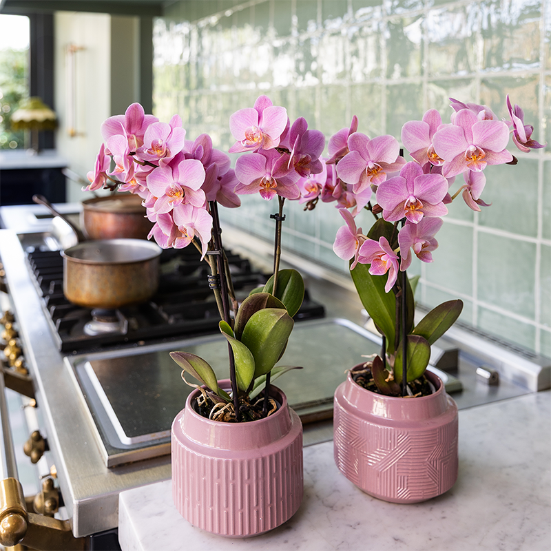 2 Phalaenopsis orchideeën - Treviso - potmaat Ø9cm | COMBI DEAL
