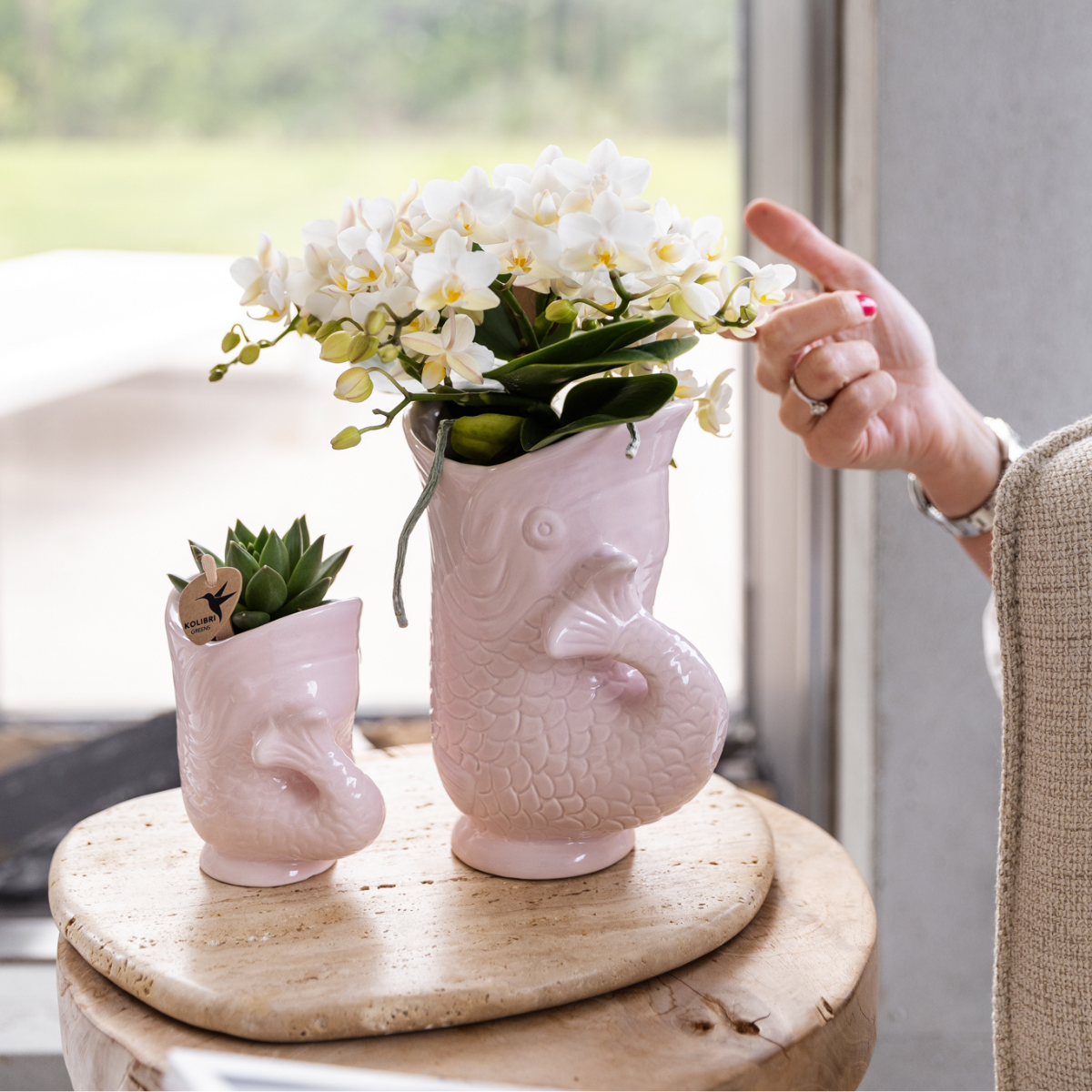 Set van witte orchidee Nazaré en succulent in Fish sierpot roze - potmaat Ø9cm & Ø6cm