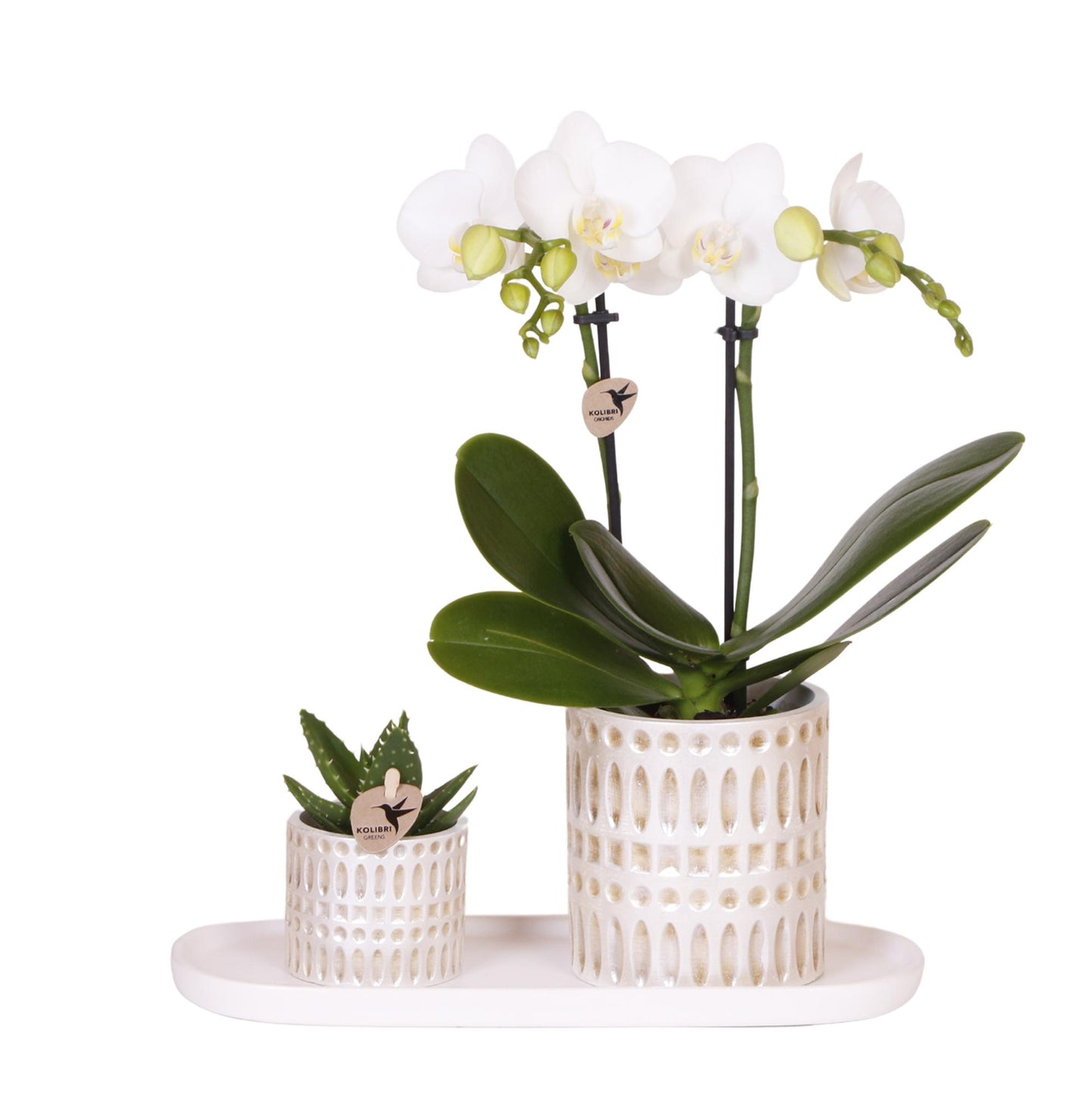 Ensemble de plantes Le Chic petit | Orchidée Phalaenopsis blanche, Amabilis et succulente, avec pots décoratifs en céramique