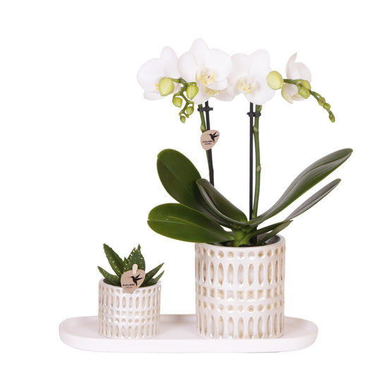 Plantenset Le Chic small | Witte Phalaenopsis Orchidee Amabilis  en Succulent incl. keramieken sierpotten