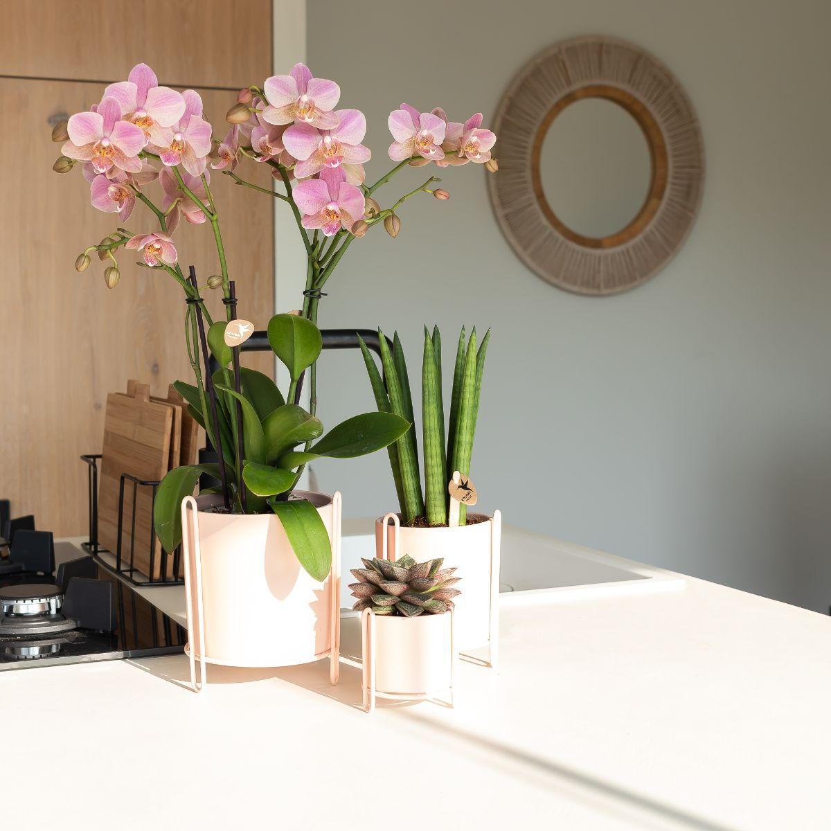Oudroze Phalaenopsis orchidee - Jewel Treviso - potmaat Ø9cm