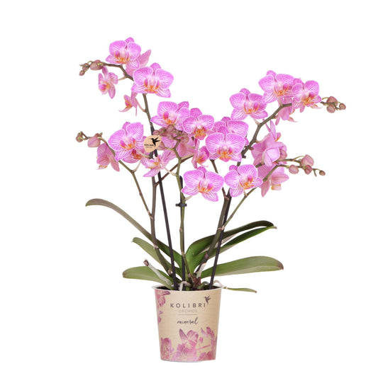 Roze phalaenopsis orchidee potmaat Ø9cm - Switzerland
