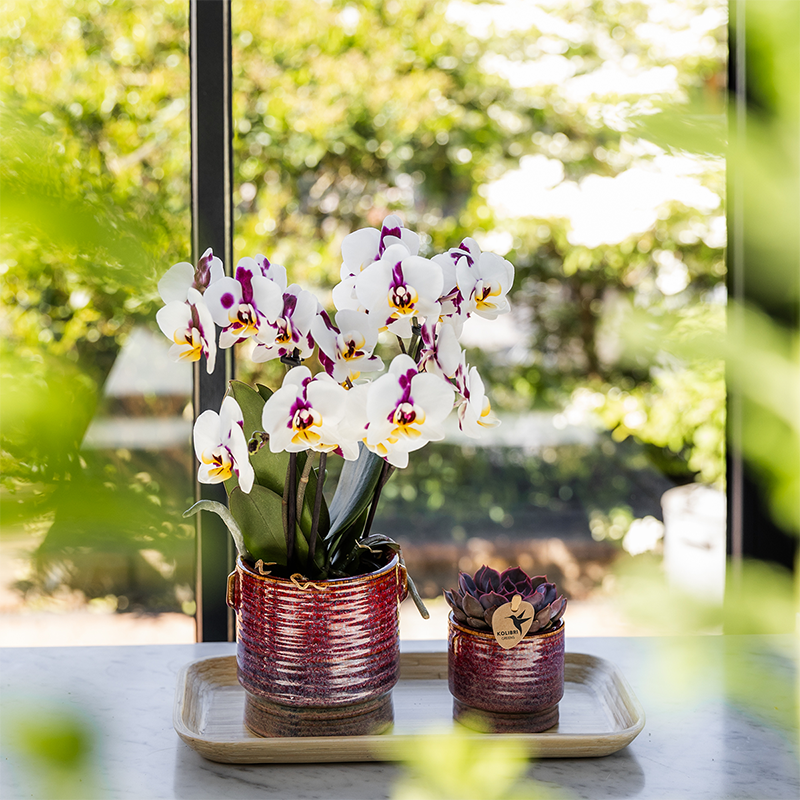 Gift set Aura - Roze Phalaenopsis orchidee Congo met groene plant in Aura sierpotten op bamboe dienblad