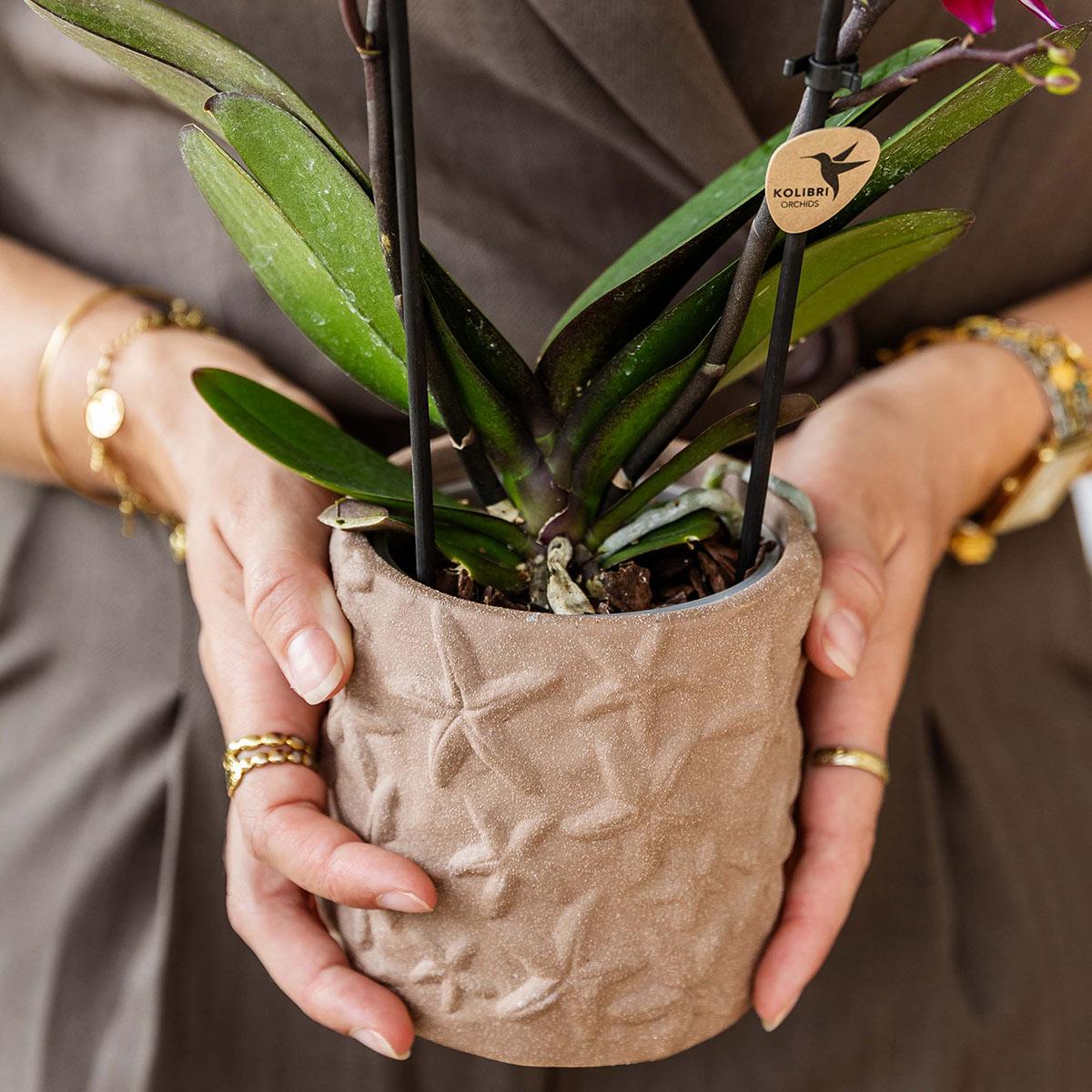 Set van orchidee Bolzano en succulenten in keramieken sierpotten - potmaat Ø9cm & Ø6cm